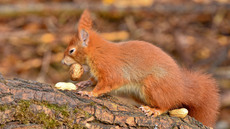 Eichhörnchen (39).jpg